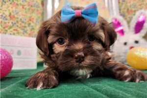 Sunshine - puppy for sale