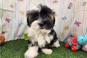 Sully - Havanese for sale