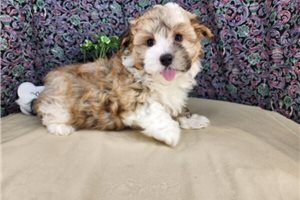 Boston - puppy for sale