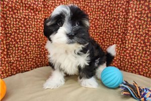 Sully - puppy for sale