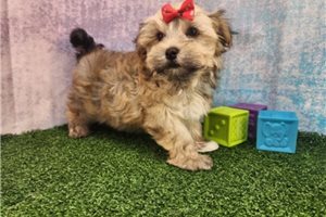 Melody - Havanese for sale