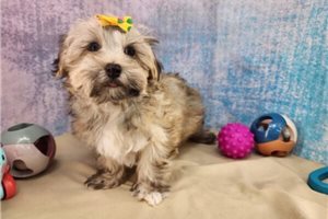 Melody - Havanese for sale
