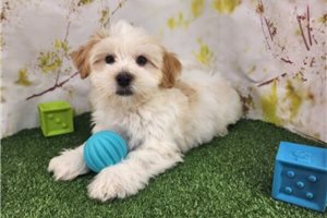 Wilbur - puppy for sale