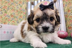 Willow - Havanese for sale