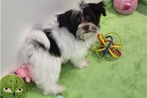 Maeve - Havanese for sale
