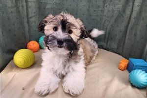 Wisconsin - puppy for sale