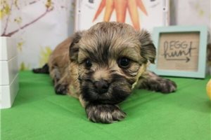 Dax - puppy for sale