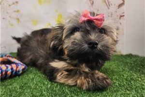 Naomi - puppy for sale