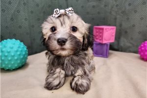 Hailey - puppy for sale