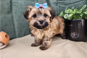 Melina - puppy for sale
