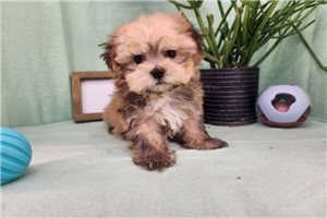 Remi - Havanese for sale