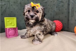Candace - Havanese for sale
