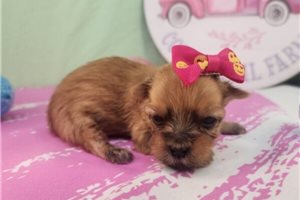 Fiona - puppy for sale