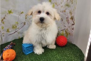 Leonardo - puppy for sale