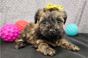Hollis - puppy for sale