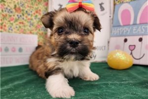 Nica - Havanese for sale
