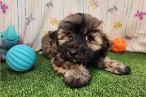 Moe - puppy for sale
