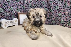 Wayne - puppy for sale