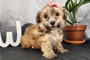 Rissa - puppy for sale