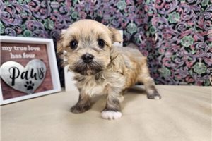 Melody - puppy for sale