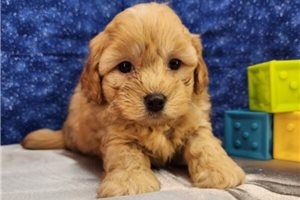 Parker - puppy for sale