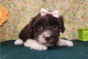 Teresa - puppy for sale