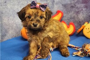 Makayla - puppy for sale