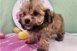Mana - puppy for sale