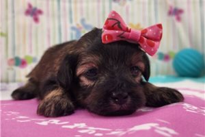 Maia - puppy for sale
