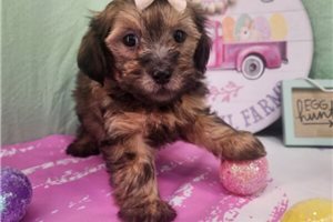 Maisie - puppy for sale