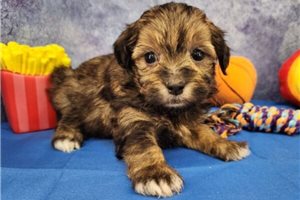 Mal - puppy for sale