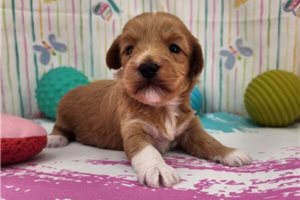 Manon - puppy for sale