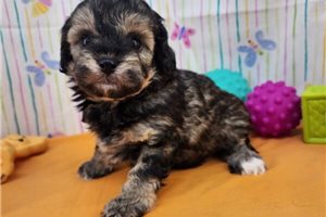 Mandela - puppy for sale