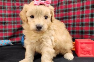 Mackenzie - puppy for sale