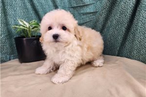 Ajax - puppy for sale