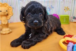 Jimmy - puppy for sale