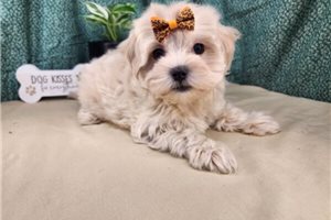 Octavia - puppy for sale