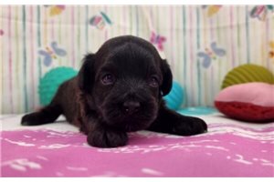 Marnie - puppy for sale