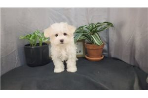 Brent - puppy for sale