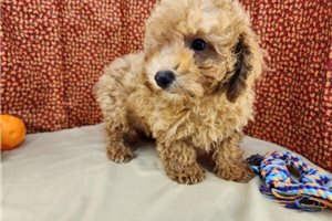 Simon - Poodle, Toy for sale