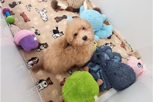 Simon - Poodle, Toy for sale