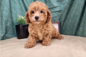 Simon - Toy Poodle for sale