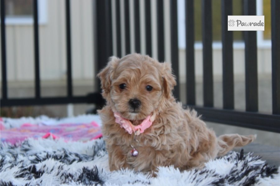 Vivienne - Maltipoo for sale