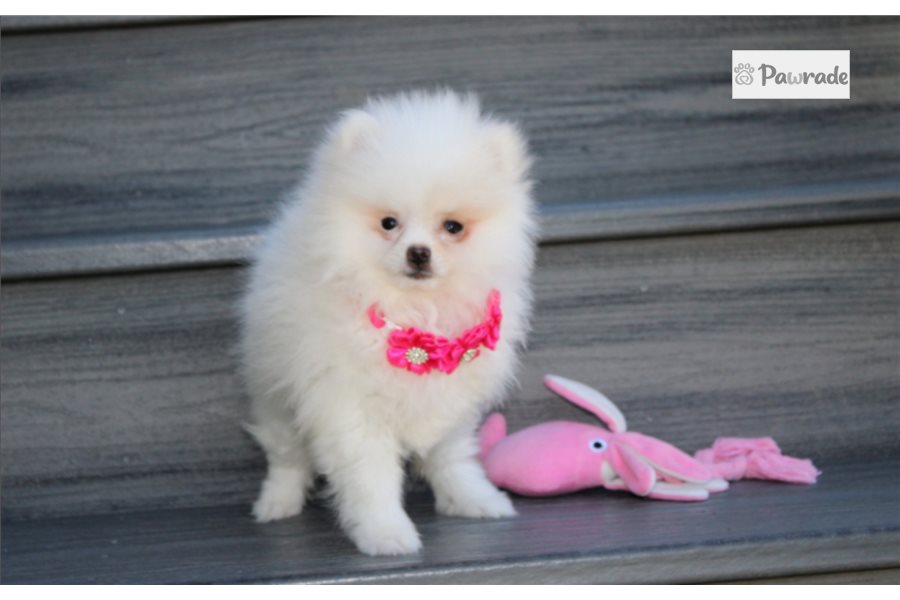 Lisa - Pomeranian for sale