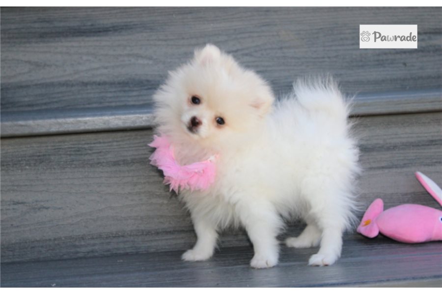 Leanne, female Pomeranian puppy for sale
