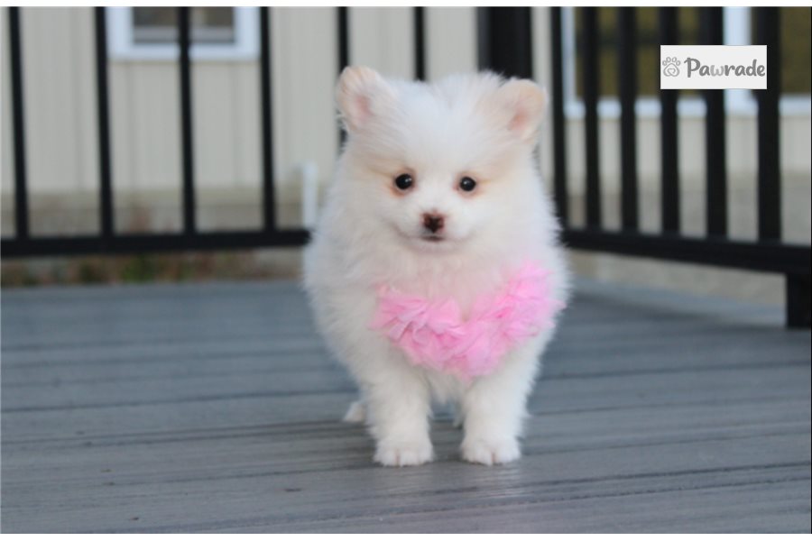 Rumi - Pomeranian for sale