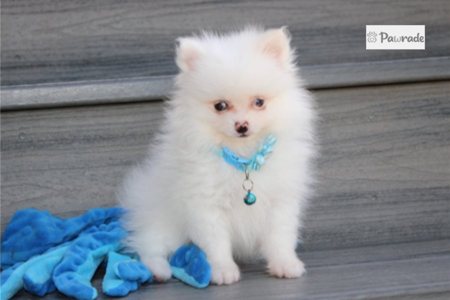 Silas, male Pomeranian puppy for sale