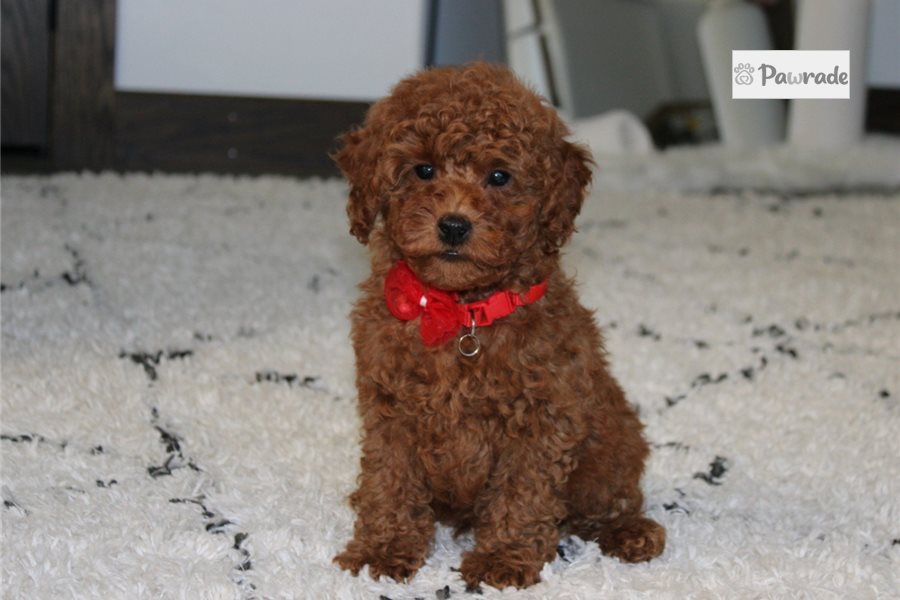Itty - Miniature Poodle for sale