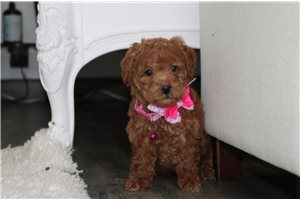 Ibby - Bich-Poo for sale