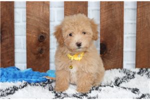 Sage - Bich-Poo - Bichpoo for sale